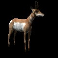antelope_looking_around_mc.gif
