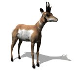 antelope_looking_around_lw.gif