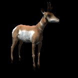 antelope_looking_around_lc.gif