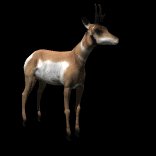antelope_looking_around_lb.gif