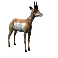 antelope_looking_around_hr.jpg