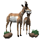 antelope_group_looking_sc.gif