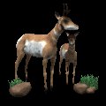 antelope_group_looking_mc.gif