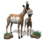 antelope_group_looking_lw.gif