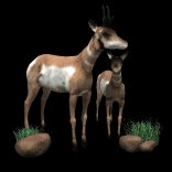 antelope_group_looking_lb.gif