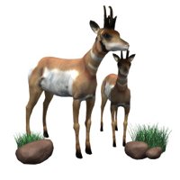 antelope_group_looking_hr.jpg