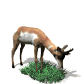 antelope_eating_grass_sw.gif