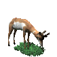 antelope_eating_grass_sc.gif