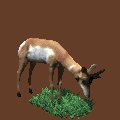 antelope_eating_grass_mc.gif