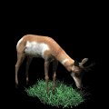 antelope_eating_grass_mb.gif