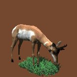 antelope_eating_grass_lc.gif
