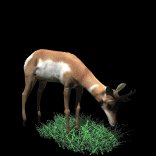 antelope_eating_grass_lb.gif