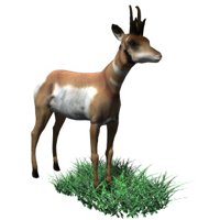antelope_eating_grass_hr.jpg
