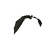 vampire_bat_top_view_sc.gif
