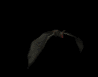 vampire_bat_top_view_sb.gif