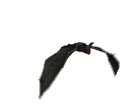 vampire_bat_top_view_mw.gif