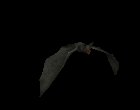 vampire_bat_top_view_mc.gif