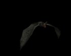vampire_bat_top_view_mb.gif