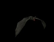 vampire_bat_top_view_lc.gif