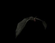 vampire_bat_top_view_lb.gif