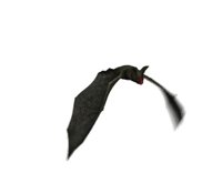 vampire_bat_top_view_hr.jpg