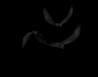 vampire_bat_swarm_sb.gif