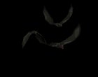 vampire_bat_swarm_mb.gif