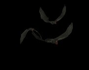 vampire_bat_swarm_lc.gif