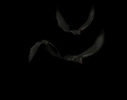 vampire_bat_swarm_lb.gif