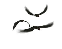 vampire_bat_swarm_hr.jpg