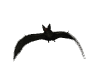 vampire_bat_flying_sw.gif