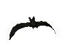vampire_bat_flying_sc.gif