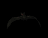 vampire_bat_flying_sb.gif