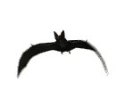 vampire_bat_flying_mw.gif