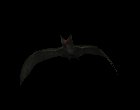 vampire_bat_flying_mc.gif