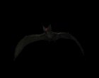 vampire_bat_flying_mb.gif