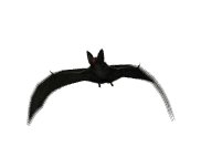 vampire_bat_flying_lw.gif