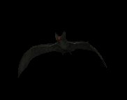 vampire_bat_flying_lc.gif