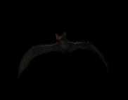 vampire_bat_flying_lb.gif