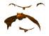 batsswarm_mw.gif