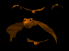 batsswarm_mb.gif