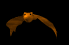bat1_mb.gif