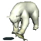 polarbear2_freshcatch_sc.gif