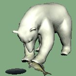 polarbear2_freshcatch_lc.gif