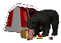 blackbear_tent_picnic_a_sc.gif
