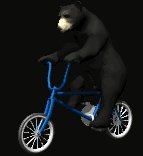 blackbear5_ridingbicy_a_lc.gif