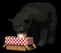 blackbear3_picnictime_mb.gif