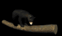blackbear2_bouncinglog_sb.gif