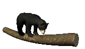 blackbear2_bouncinglog_lc.gif