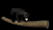 blackbear2_bouncinglog_lb.gif